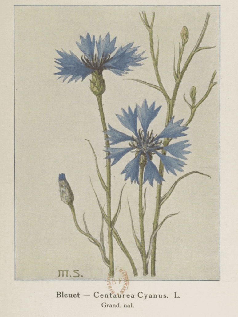 Planche illustrative d'un herbier du 19e siècle