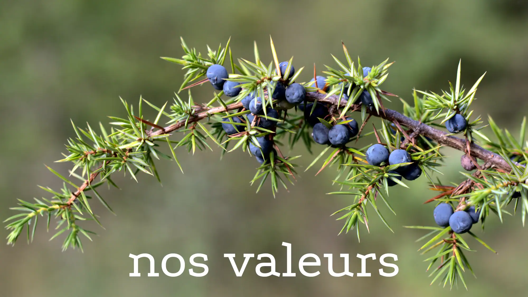 branche de genièvre avec texte nos valeurs